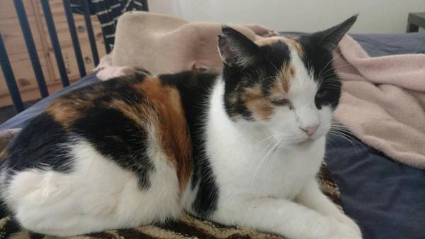 OC_LostFound's tweet photo. Missing Calico cat with stub tail female: Snickers disappeared @ 12:30 am Thursday from our patio at Huntington street and Oswego. Any coyote sightings PLEASE call or text: ***. She is 13 and never wanders but likes to sit on top of the fence. https://t.co/Bz2LaxVedu https://t.co/GHe7S5cEaZ