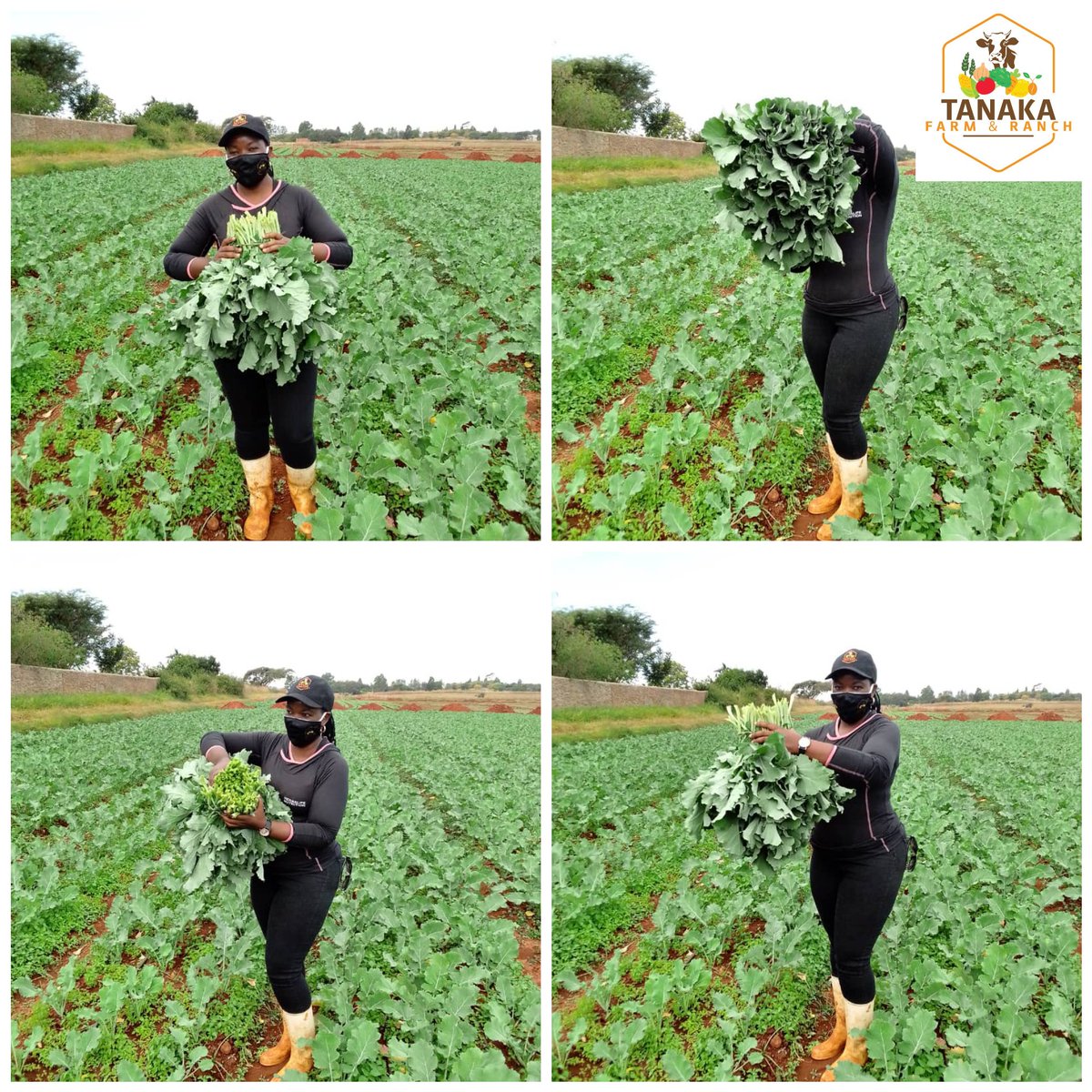 Tanaka Farm and Ranch #Seedlings🇿🇼🇿🇲 tweet media