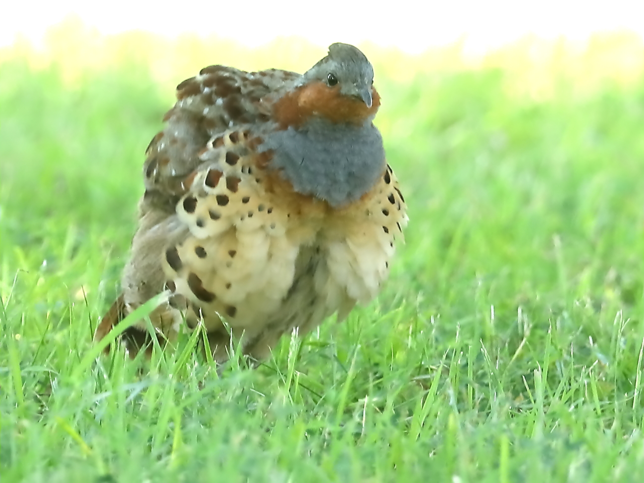 トラッタ コジュケイ 外来種 留鳥 親子 早朝 6時過ぎからいつもの公園でカワセミを撮影 9時近くなり 結構撮れたので帰ろうとしていたらテントのすぐ後ろでけたたましく しかも聞き慣れた鳴き声 コジュケイの親子がやって来ました 色合いが