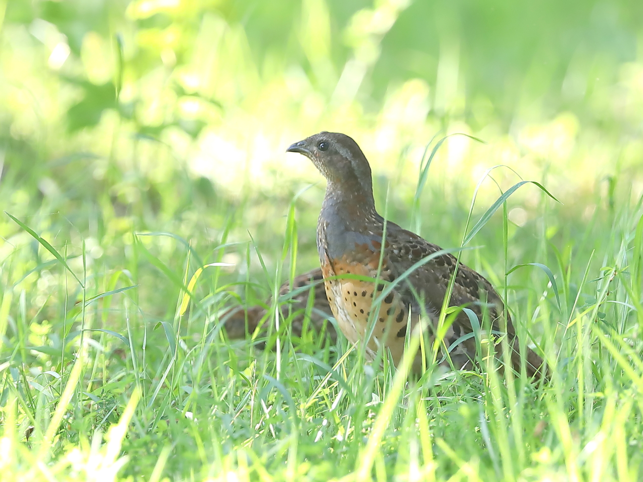 トラッタ コジュケイ 外来種 留鳥 親子 早朝 6時過ぎからいつもの公園でカワセミを撮影 9時近くなり 結構撮れたので帰ろうとしていたらテントのすぐ後ろでけたたましく しかも聞き慣れた鳴き声 コジュケイの親子がやって来ました 色合いが