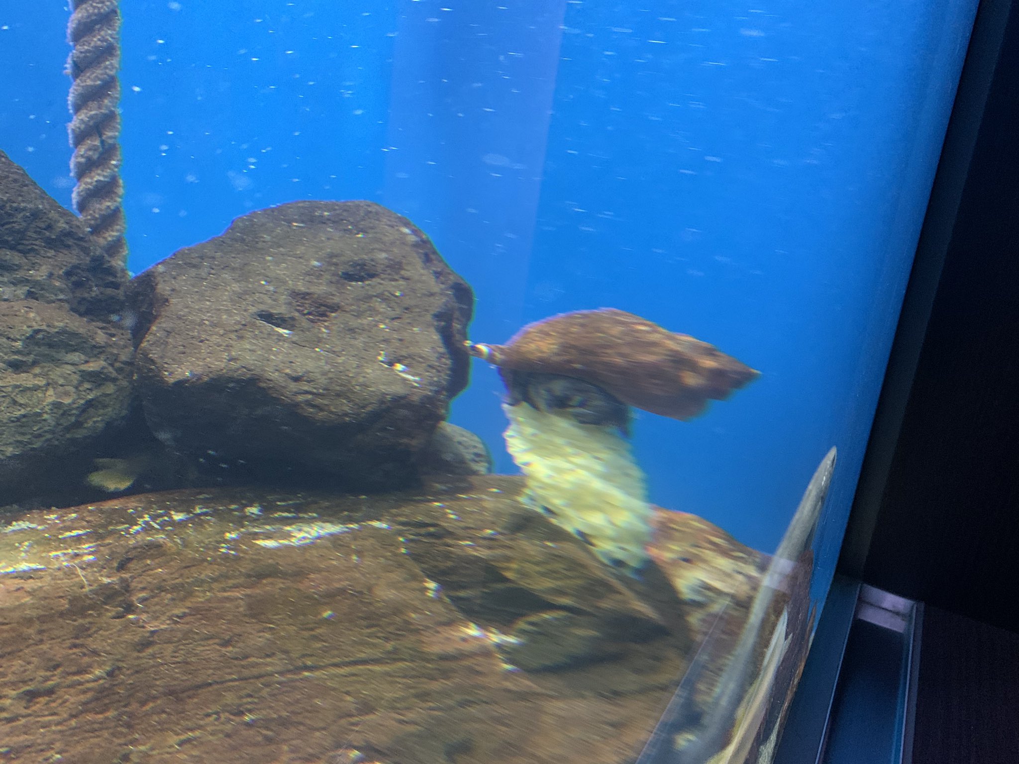 仙台うみの杜水族館公式 on X: 