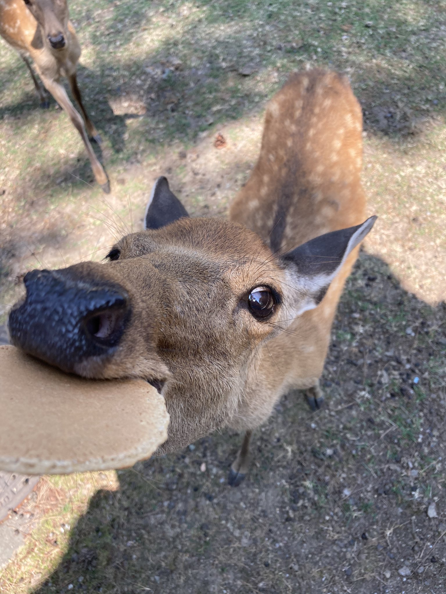 Re ピカチャマ46 奈良公園 鹿思ってた10倍くらいいて可愛い 鹿せんべい買った瞬間から鹿に追いかけられるくらい鹿が付いてきて楽しかったので3回も買ってしまった T Co Vljtci5sa1 Twitter
