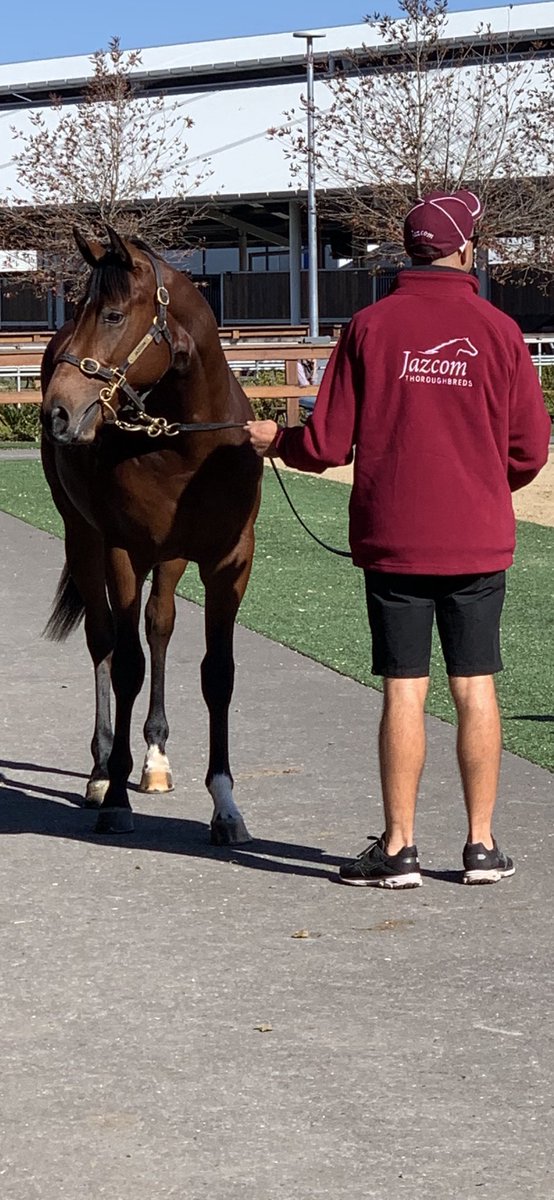 Need a yearling prepared for 2021? Let us be your vendor, Inglis nominations close today! Give us a call and we will include your yearlings in our drafts, Colin 0439572212 ⁦<a href="/inglis_sales/">Inglis</a>⁩