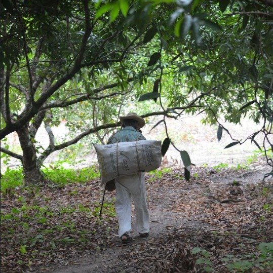 Harvesting vanilla beans from the jungle.#vanilla #vanillabean #vanillaplanifolia #pompona #vanillapompona #vanillabeans #mexican #mexicanvanilla #mexicanvanillabeans #vanillabakery #vanillasugar #vanillacookies #baking #vanillaplant #orchid #vanillaaroma #mexicanproduct #chef
