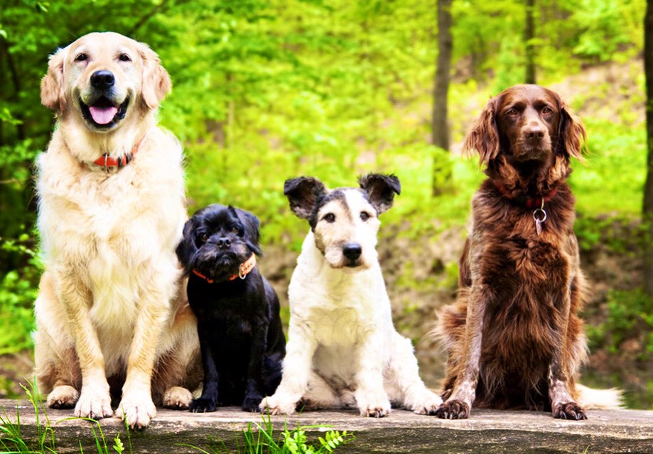 DogLoversForev2's tweet image. 🐶🐶What is your favorite??? 🐶🐶

My 👉🏻❤️❤️ALL❤️❤️
.
.
#dogphotography #doglovers #runwithdogs #dogoftheday #dogsofinstagram #doglife #dogsbeingbasic #dogsofinsta #doggo #doggies #four #fantastic #fantasticfour #love #dog #pets #ilovemydog #favourite #mydog #friends #scolorful