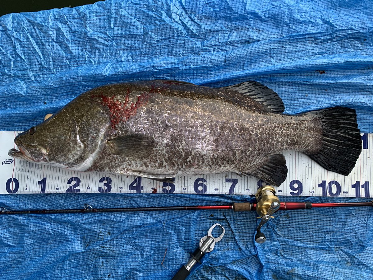 名人 ラインスルートラウト30センチをぶっ壊した暴れん坊 笑 今年4本目 の110センチオーバーのアカメ