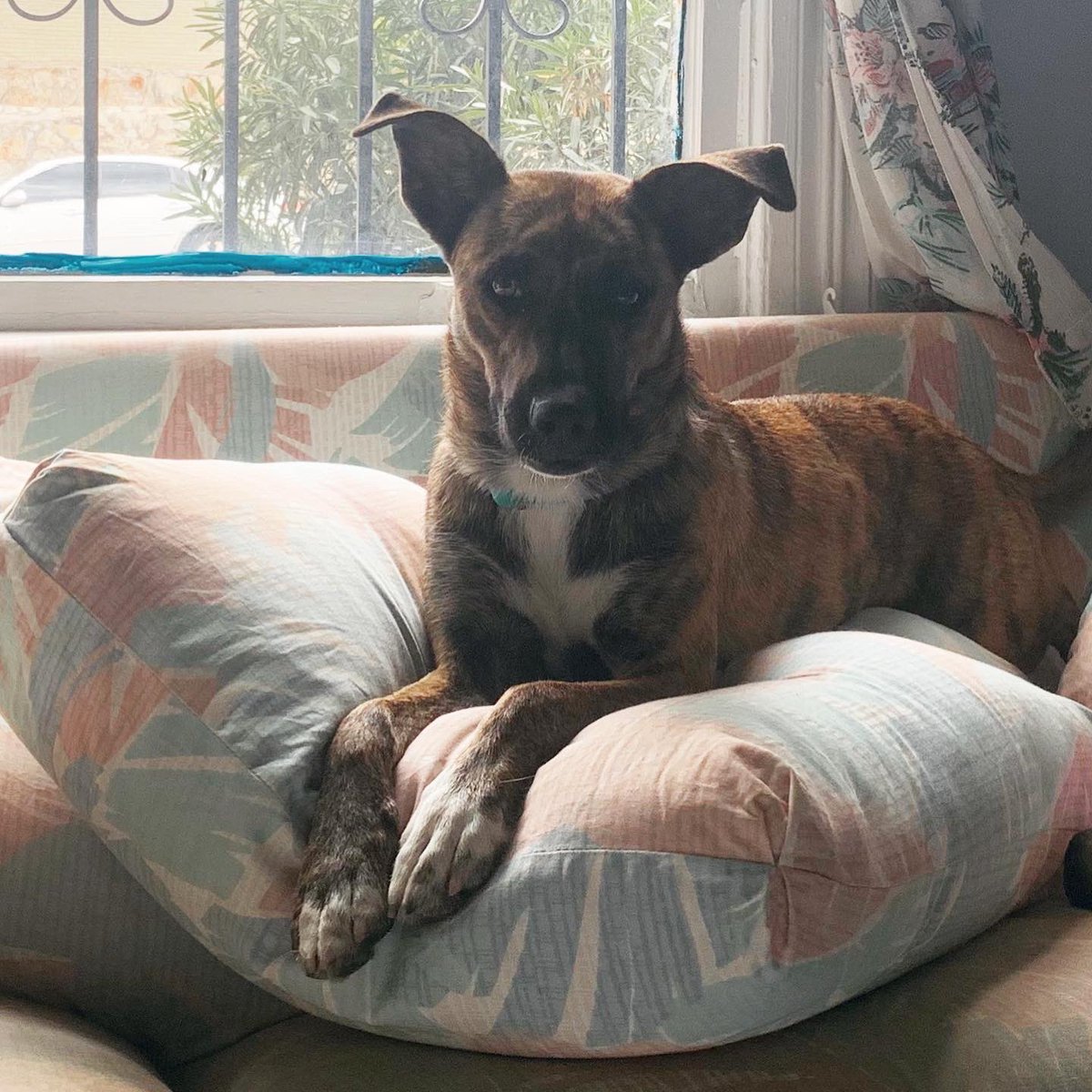 ziembavision's tweet photo. I’ve been fostering this beautiful creature for the past two weeks and adopted her today. Her name is Penny.
Thank you @ElPasoAnimalSvc ! Highly recommend 💙 https://t.co/a7rIgTKxkk