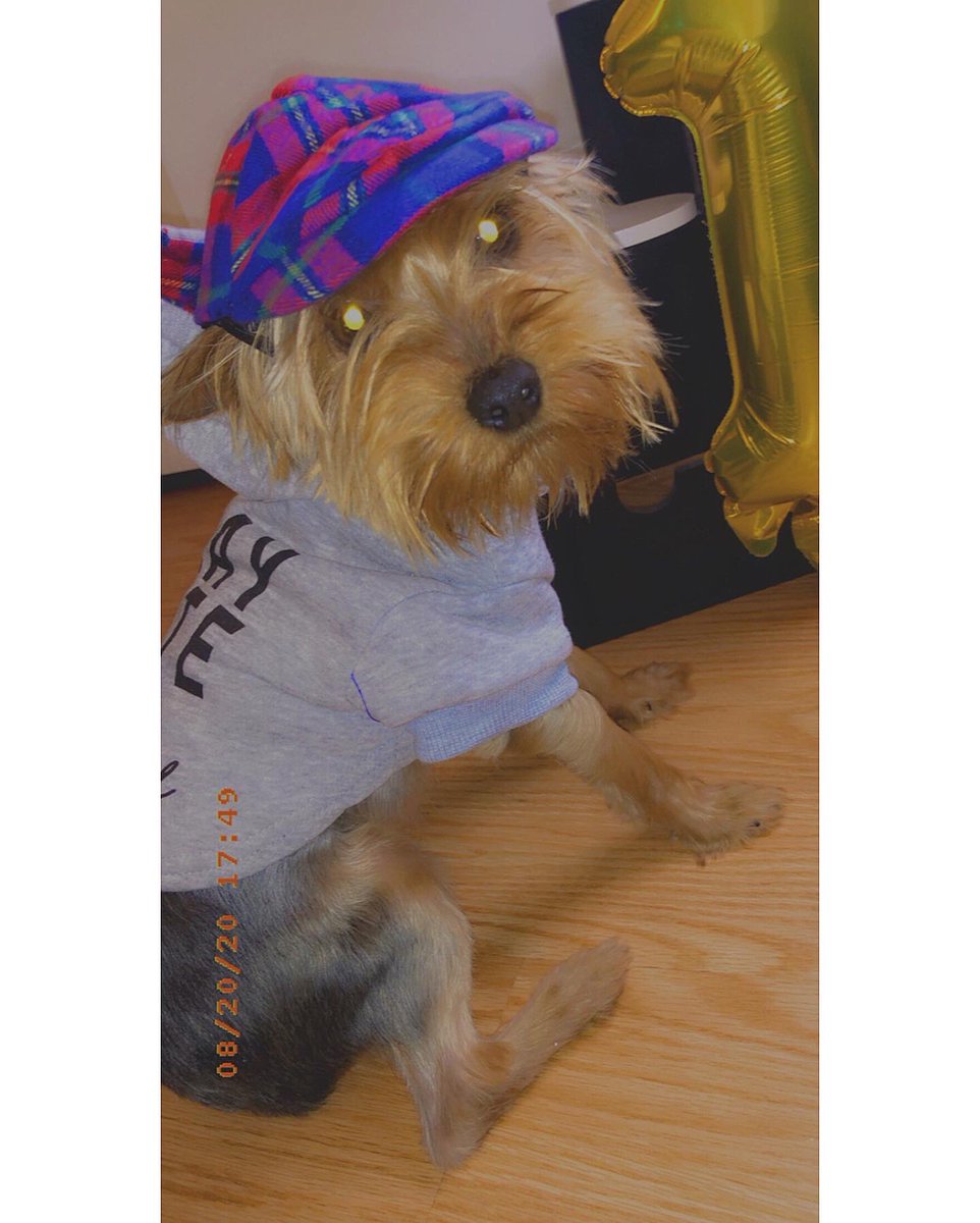 OfficialLIZ___'s tweet photo. HAPPY 1st BIRTHDAY TO BENTLEY 💙💙💙💙💙💙💙💙 #FurrBaby https://t.co/D4blQjNgQC