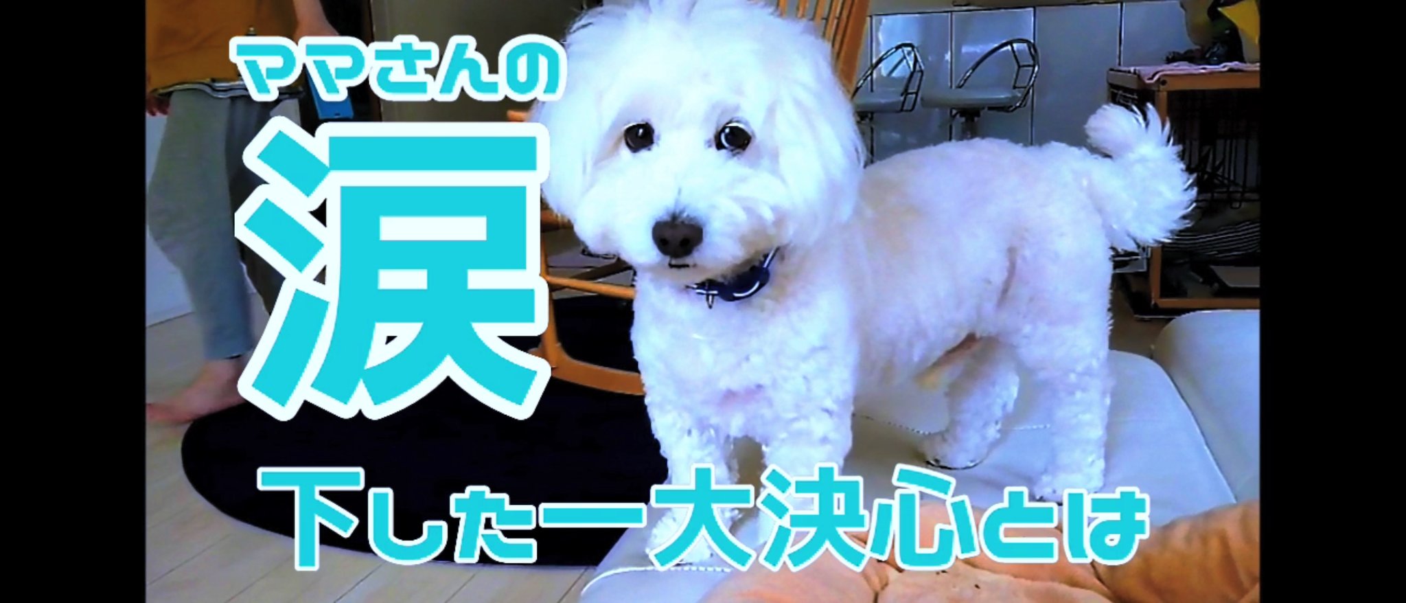 ラクラク ミックス犬ダップー ダップー犬のラクですが これから加齢による怪我など防止のための様子です You Tube本編 T Co 9bj8niwpam 椎間板ヘルニア 脊椎空洞症 脊椎損傷 ケガ防止 ダップー犬 ミックス犬 トイプードル ミニチュア