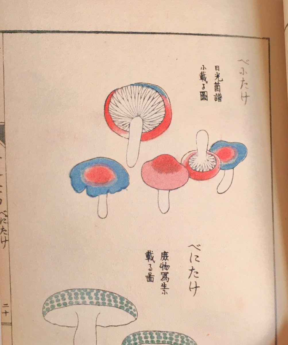 江戸時代の学者さんが書いたのを大正時代に復元したものらしいんだけど絵の落ち着きのなさが可愛い  踊ってるみたい 