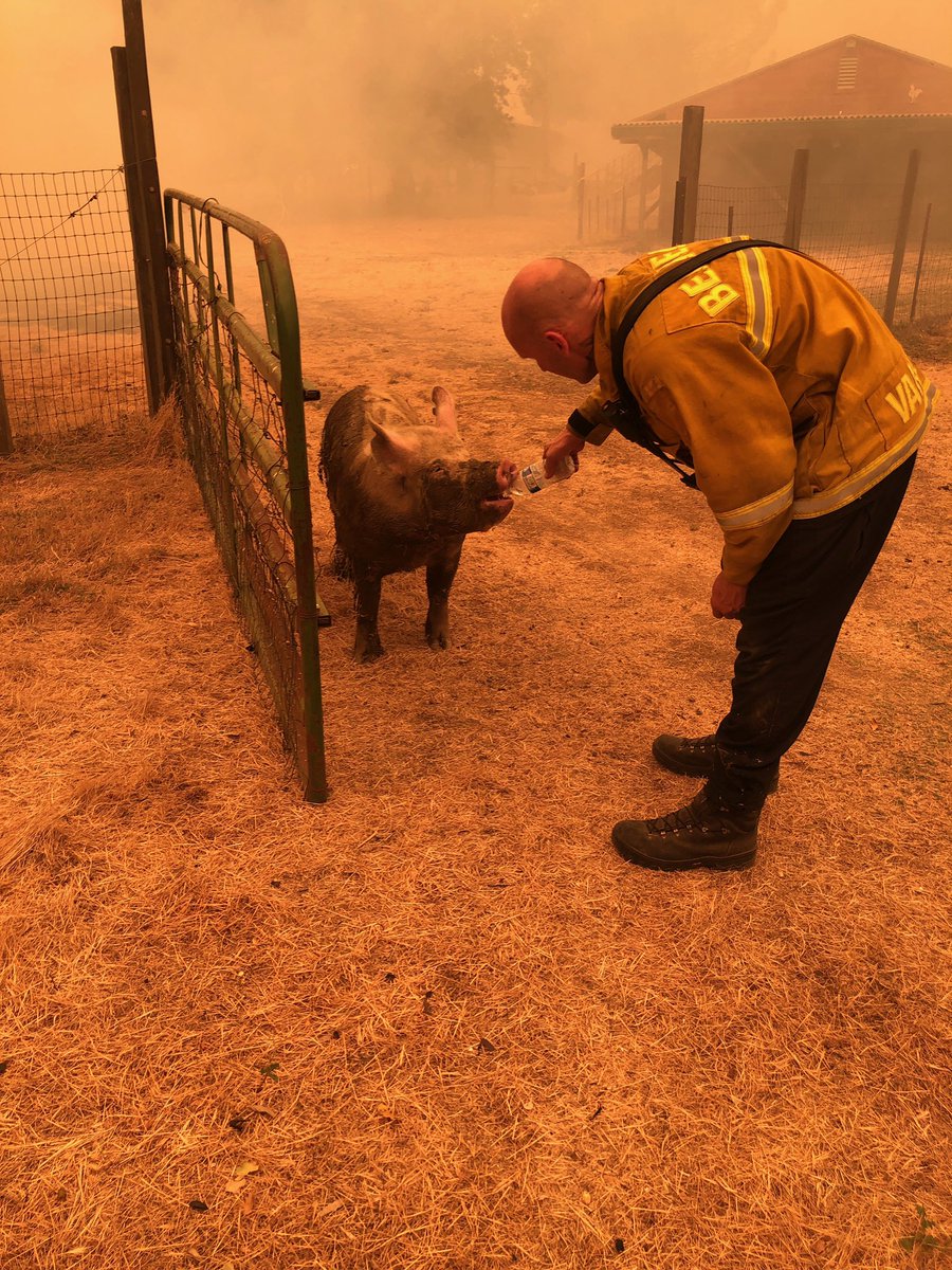 BerkeleyProFire's tweet photo. We currently have several units working in Vacaville since the fire began. Here, Engine 5 conducts a back burn operation to save a barn with livestock sheltered inside. Everyone needs a little hydration when on the line!
#berkeleyfire #berkeleyside https://t.co/FKUKYsr63r