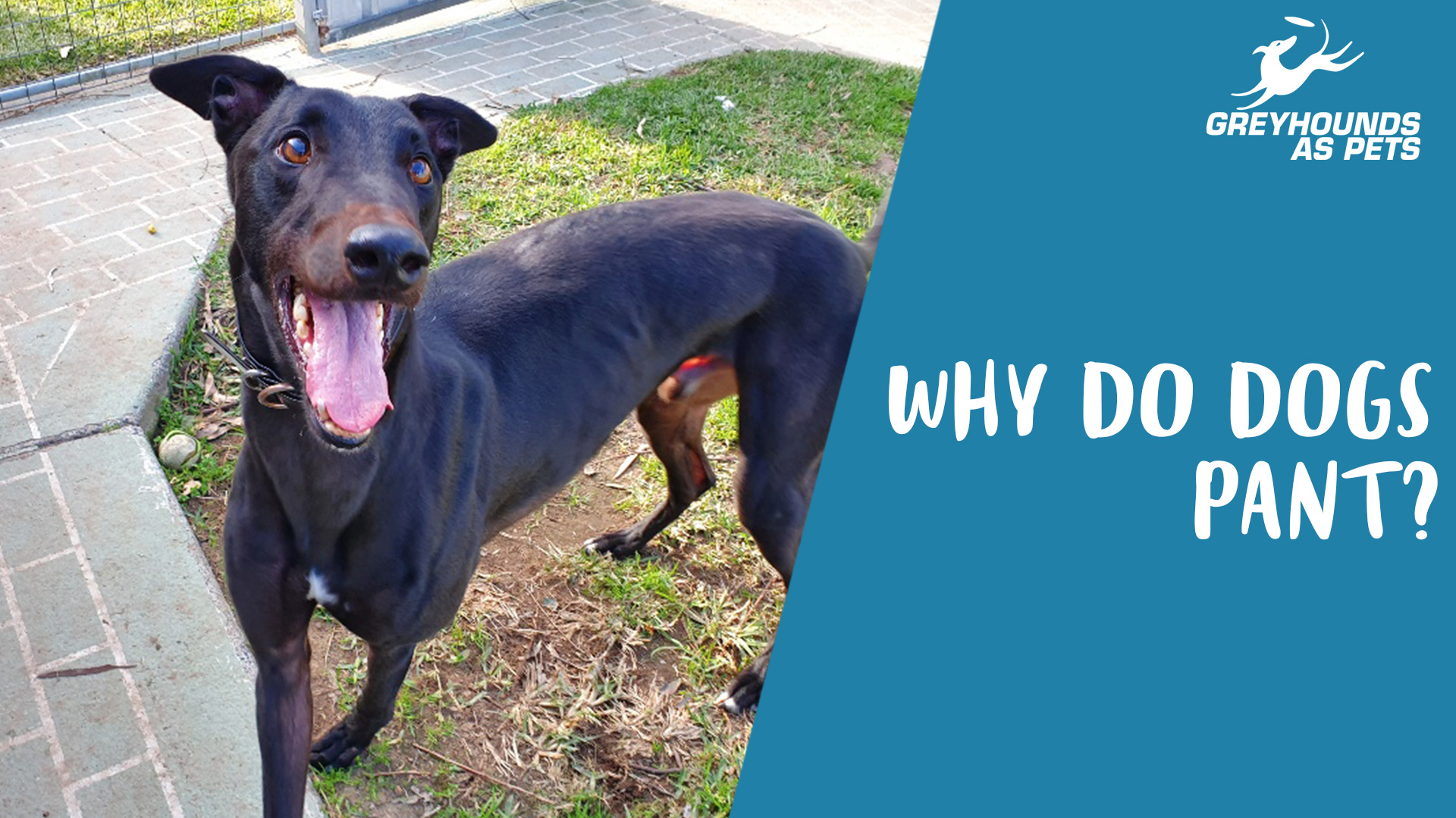 Do Dogs Pant When Theyre Nervous