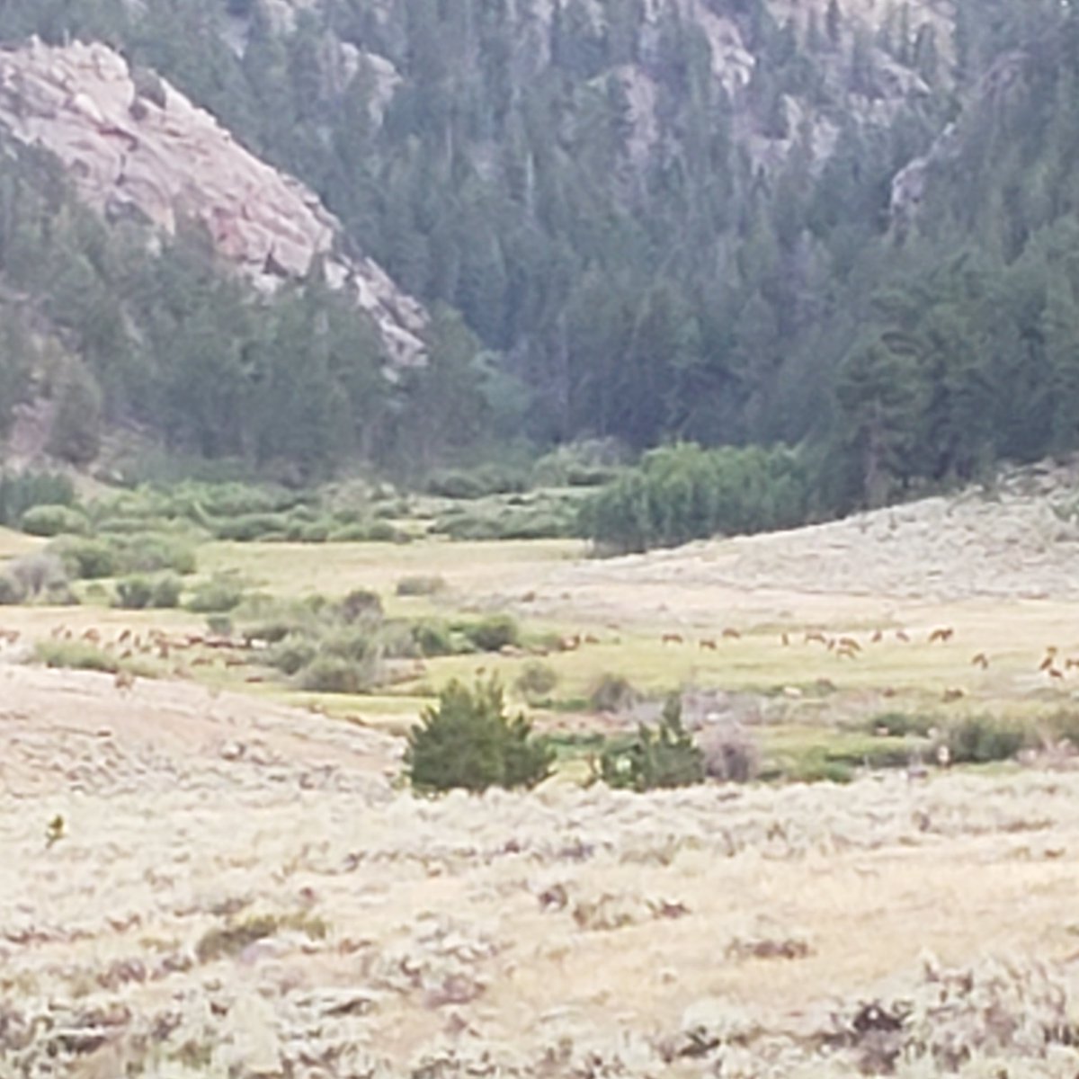 christieontech's tweet image. Friends &amp;amp; family know we care deeply about our natural environment &amp;amp; after several years of  hard work on forrest &amp;amp; stream enhancement on our property in Co. we were rewarded with well over 100 #rockymountainelk in our streams and pasture. #sublime #nationalforrest #naturerules