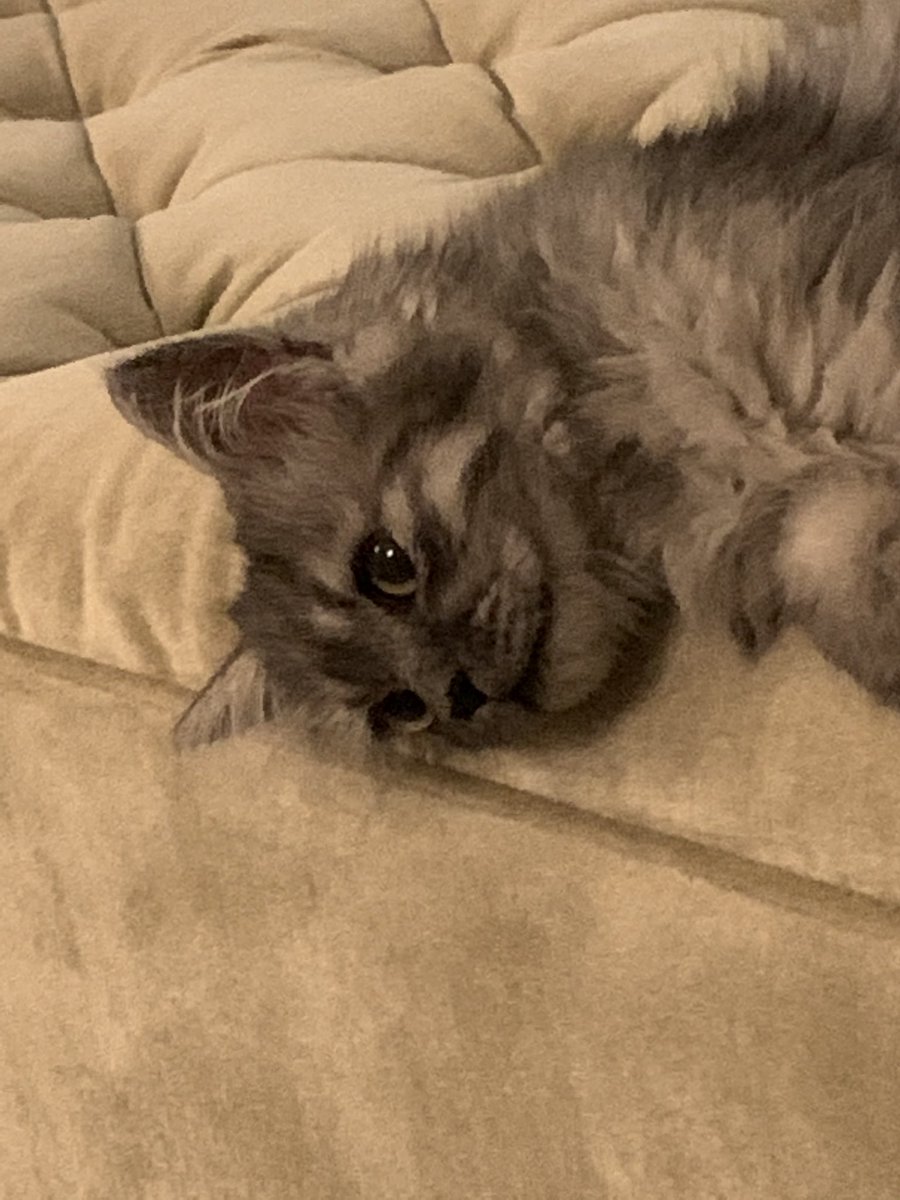IsssQT's tweet image. this is my cat cutton hes 6 months old and the child of my other cat ice!
p.s the white one is ice and the gray one is cutton