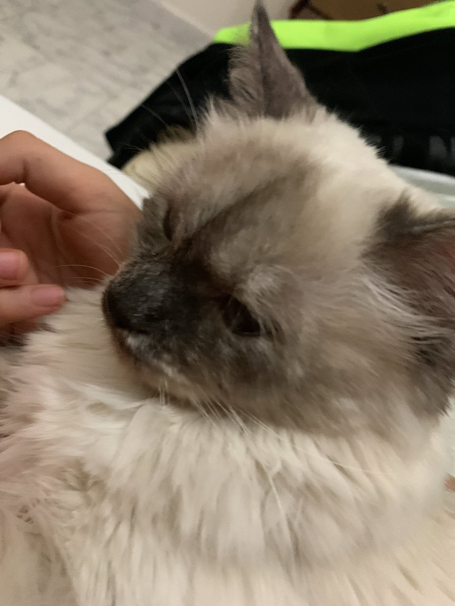 IsssQT's tweet image. this is my cat cutton hes 6 months old and the child of my other cat ice!
p.s the white one is ice and the gray one is cutton