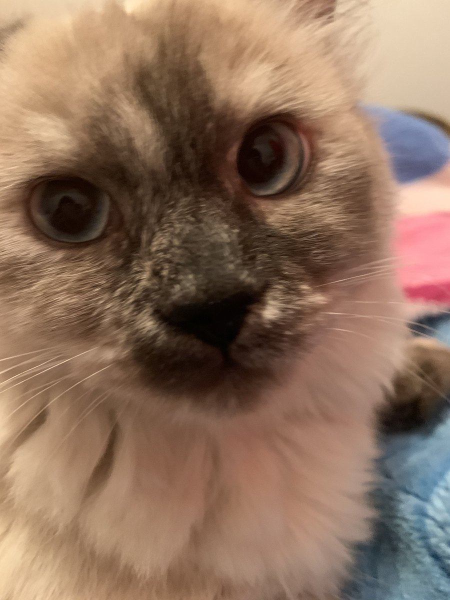 IsssQT's tweet image. this is my cat cutton hes 6 months old and the child of my other cat ice!
p.s the white one is ice and the gray one is cutton