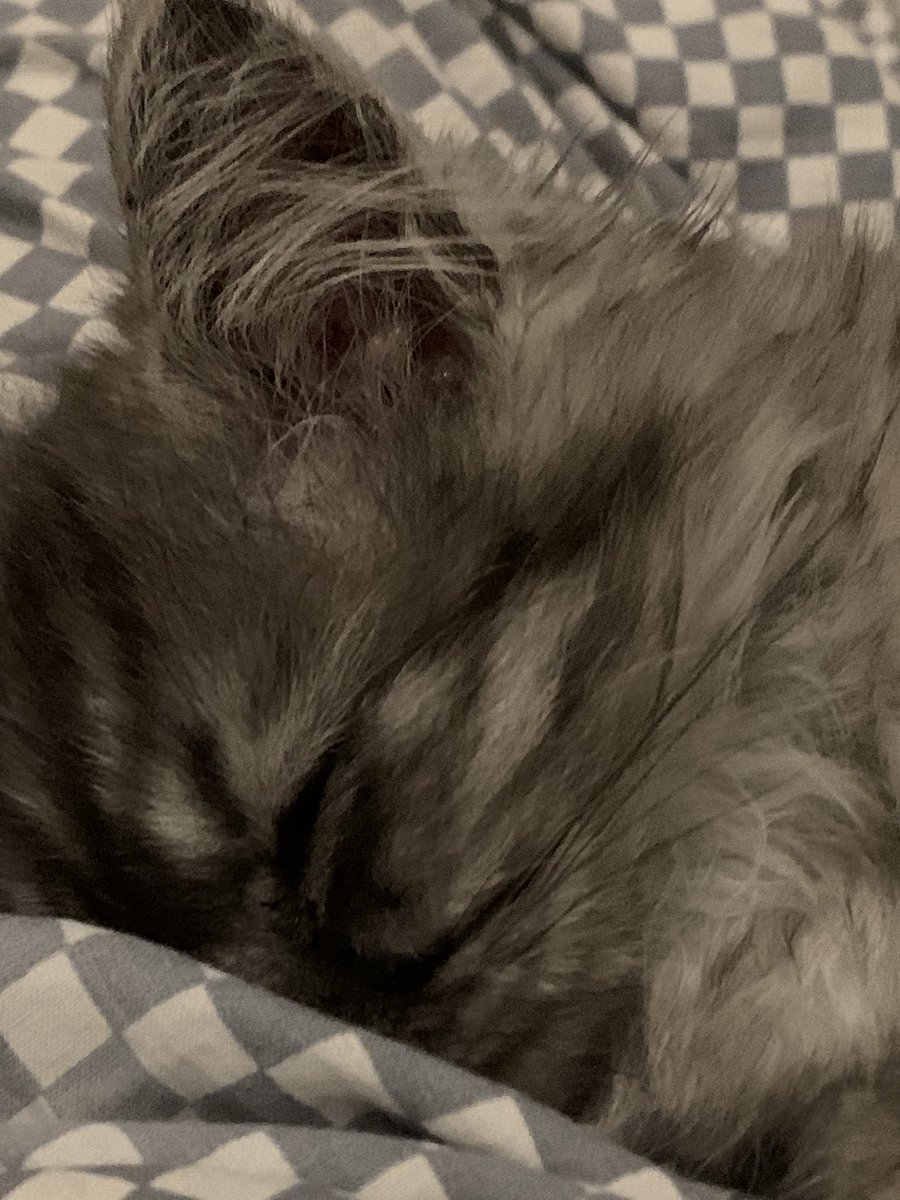 IsssQT's tweet image. this is my cat cutton hes 6 months old and the child of my other cat ice!
p.s the white one is ice and the gray one is cutton