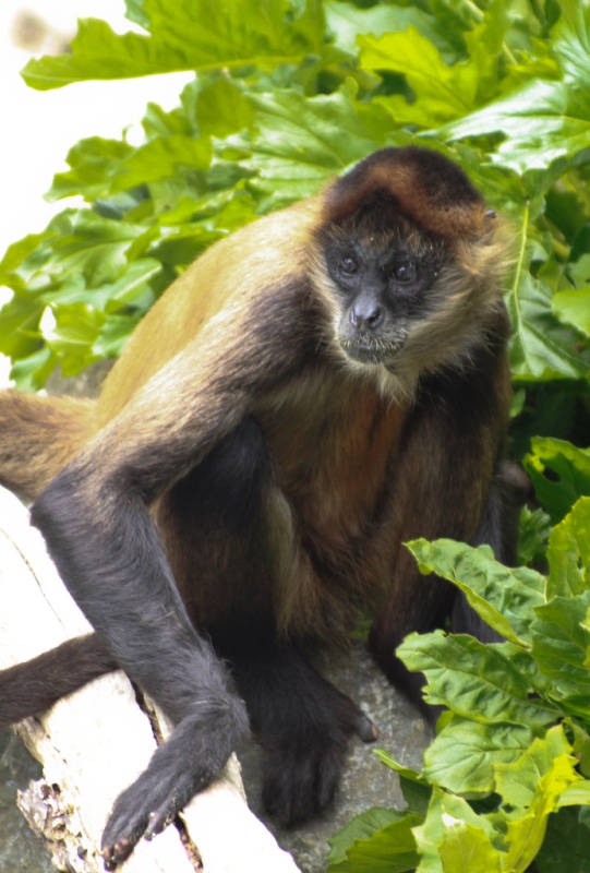 Biodiversidade Brasileira on X: Estou procurando alguns artigos sobre  animais albinos e OLHA ESSE QUE EU ENCONTREI. Um macaco-aranha (Ateles  geoffroyi) que foi registrado em Honduras! A imagem ao lado mostra o