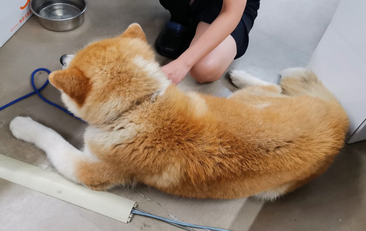 ট ইট র あきほ 秋田犬保存会 秋田犬会館 毛づくろい中