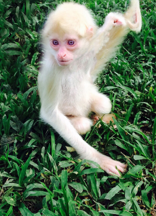 Biodiversidade Brasileira on X: Estou procurando alguns artigos sobre  animais albinos e OLHA ESSE QUE EU ENCONTREI. Um macaco-aranha (Ateles  geoffroyi) que foi registrado em Honduras! A imagem ao lado mostra o