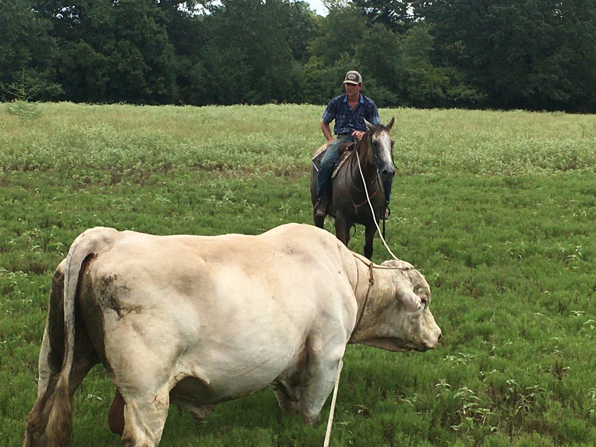 DoubleBRanch4's tweet photo. Solid ranch gelding. 6 years old. 15.2 hands and BIG. Proficient in all aspects of ranch work. $5,500. Grapeland Texas. 619-655-2272 #ranchhorse #horseforsale #usinghorse #doublebranch https://t.co/MHmPWDe49z