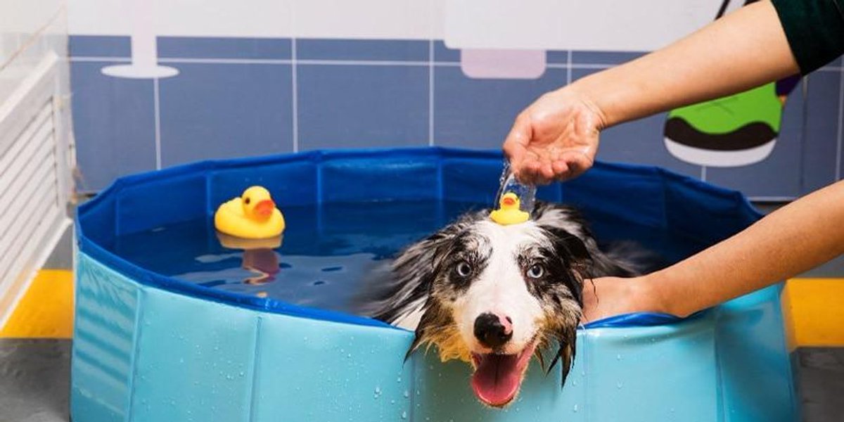 astr_ic's tweet image. Collapsible Pet Pool - Multiple Sizes
FREE Shipping Worldwide
Get it here ---&amp;gt; astric.co/products/colla…
#discounts ##petpool #kiddiepool #summer, pet