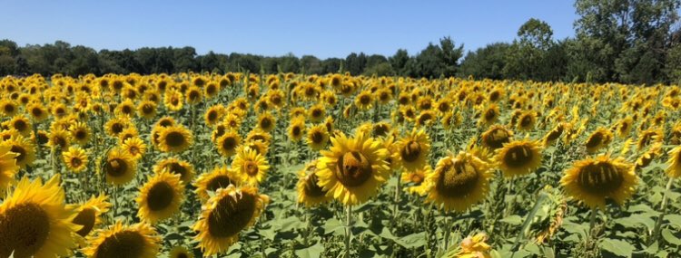 jpsl2016's tweet photo. Enjoying the beauty around us......from sunflowers to a sunset!  #ClevelandSkyline #SunflowerField https://t.co/6peqE072QL