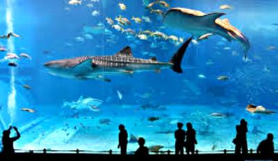 hi_octa's tweet photo. L'Aquàrium is home to over 11,000 creatures! The coolest part is the underwater tunnel, where you can watch sharks, fish and turtles swim over your head!🐠🦈
#visitspain #spain #barcelona #visitbarcelona #travel #aquariumbarcelona https://t.co/CZCNVp0qd4
