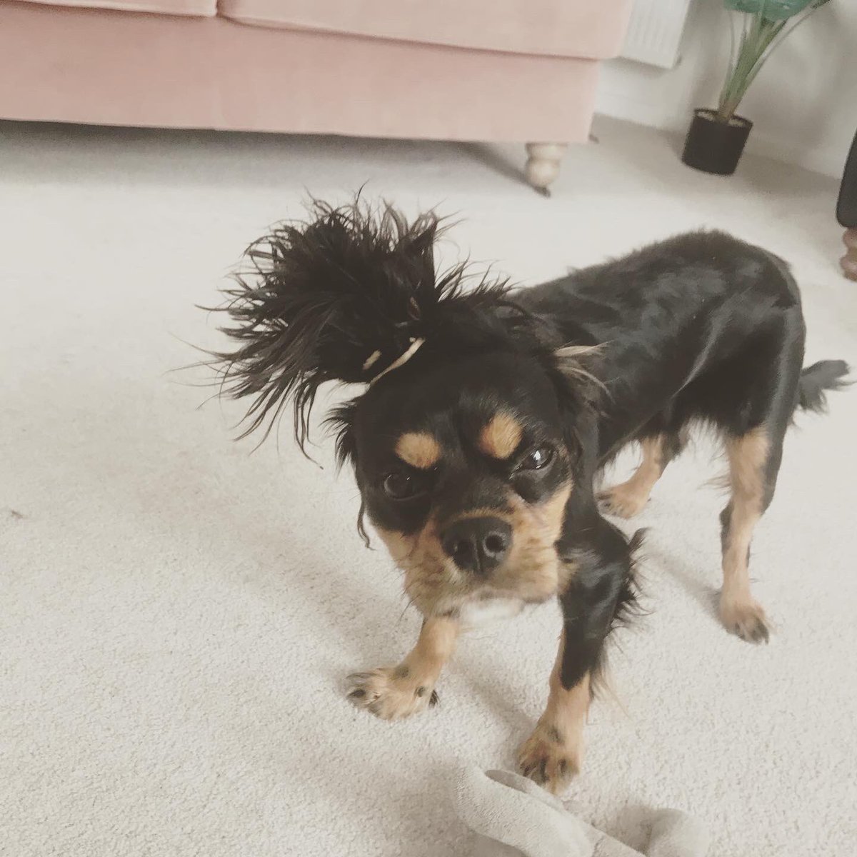 ciaralawson's tweet photo. @lottiedowlingx Jagger doing his best The Weeknd impression 🥰😂 https://t.co/oQLIdFbXKc