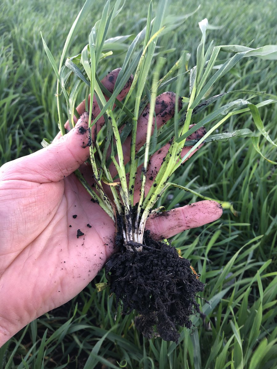 A balmy 9 deg at Bool Lagoon but crops looking on point after 30mm this week. Accroc hit GS30-31 and Samira Faba beans pre flowering/canopy closure. Setting up for an exciting spring <a href="/theGRDC/">GRDC</a> <a href="/robertsagronomy/">Terry Horan</a> <a href="/NutrienSthEast/">Nutrien Vic SA Tas</a> <a href="/far_australia/">FAR Australia</a> <a href="/MacKillopGroup/">MFMG</a>