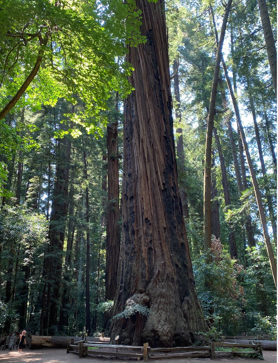 Home to glorious redwoods, California's first state park is gone .. 
"We are devastated to report that Big Basin State Park, as we have known it, loved it, and cherished it for generations, is gone. ..

We feel like we have lost an old friend. "