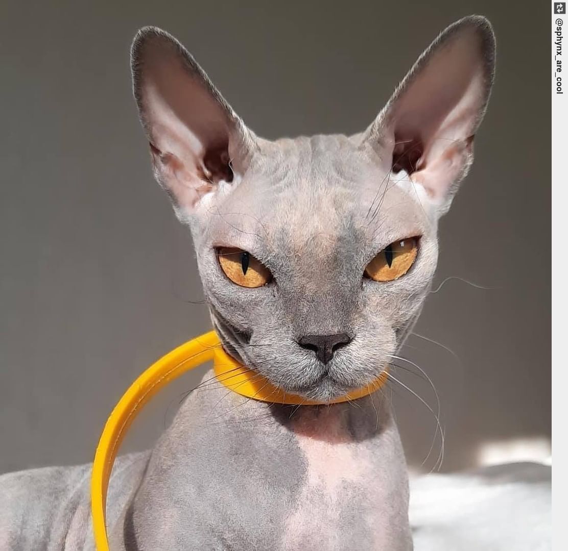 What a beauty . Credits: . - Follow Us - Tag us - #sphynxlovers #sphynxkitty #sphynxclub #ingloriouscats #sphynxcat #hairlesscat