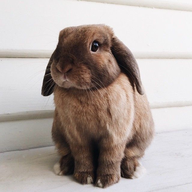  Waverly Earp as bunnies, a thread: