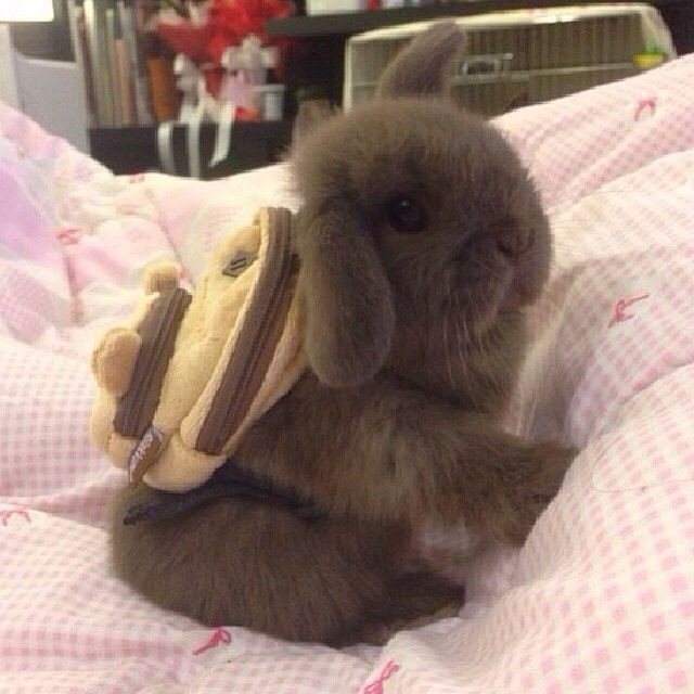  Waverly Earp as bunnies, a thread: