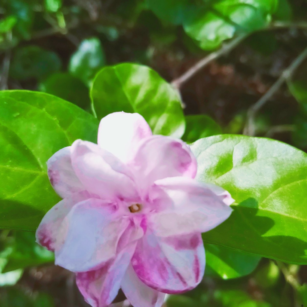 DDpinky3's tweet photo. 💐Bloom 🍀 into☘️ something 🌼special 💐...
#multicreators #flower #jasminejae #green #NaturePhotography #naturelovers @fulkosansar @style_edo @Flower2Day @FlowerPuffGirl4 https://t.co/uovRu9vDw0