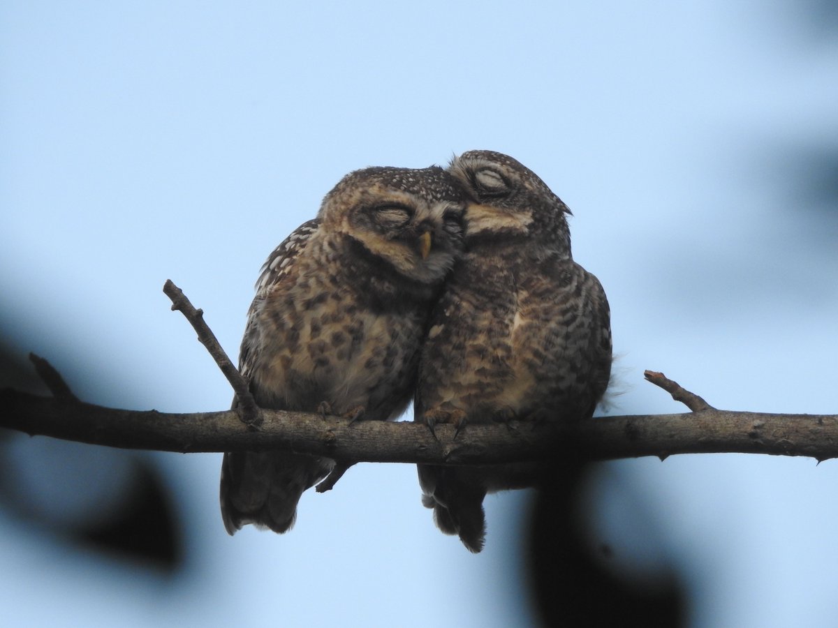Spotted owlets as classic rock songs: A thread1) Lean on me – Bill Withers #birds