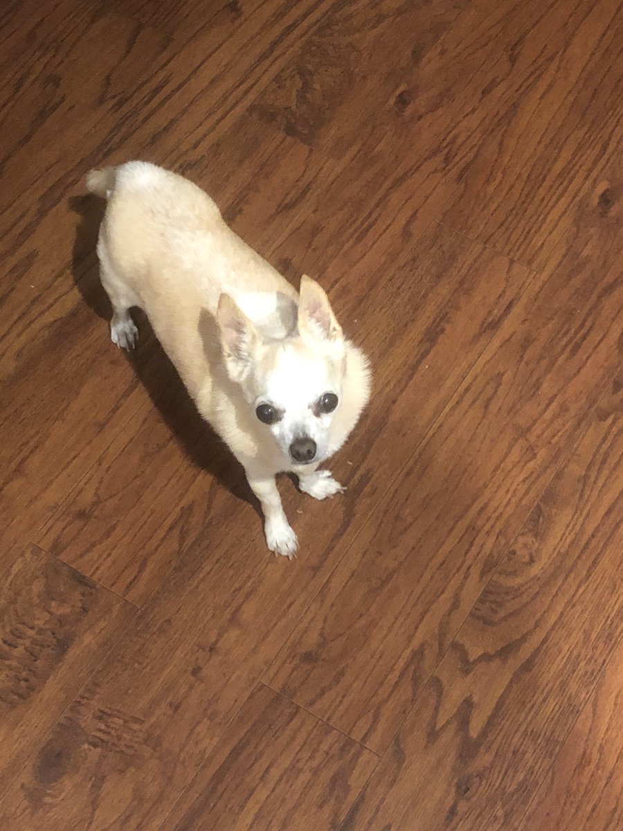 TelulaD's tweet photo. A) you cannot “sneak” steak into the house, I could smell it before you came in the house. B) I would like my 🥩 now please.  PS, I peed on your watermelon. #steak #Chihuahua #neverbeenfed https://t.co/uhIK50JIbw