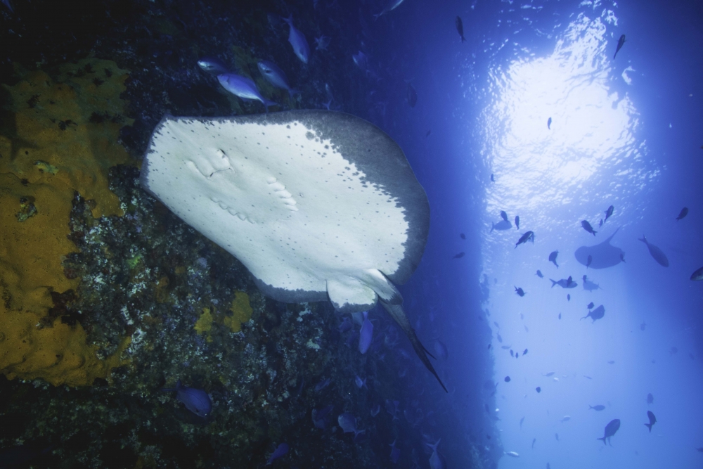 #Weekendweather #PoorKnights We are blowing bubbles...  in a good way!
diving.co.nz/news/22-23-aug…