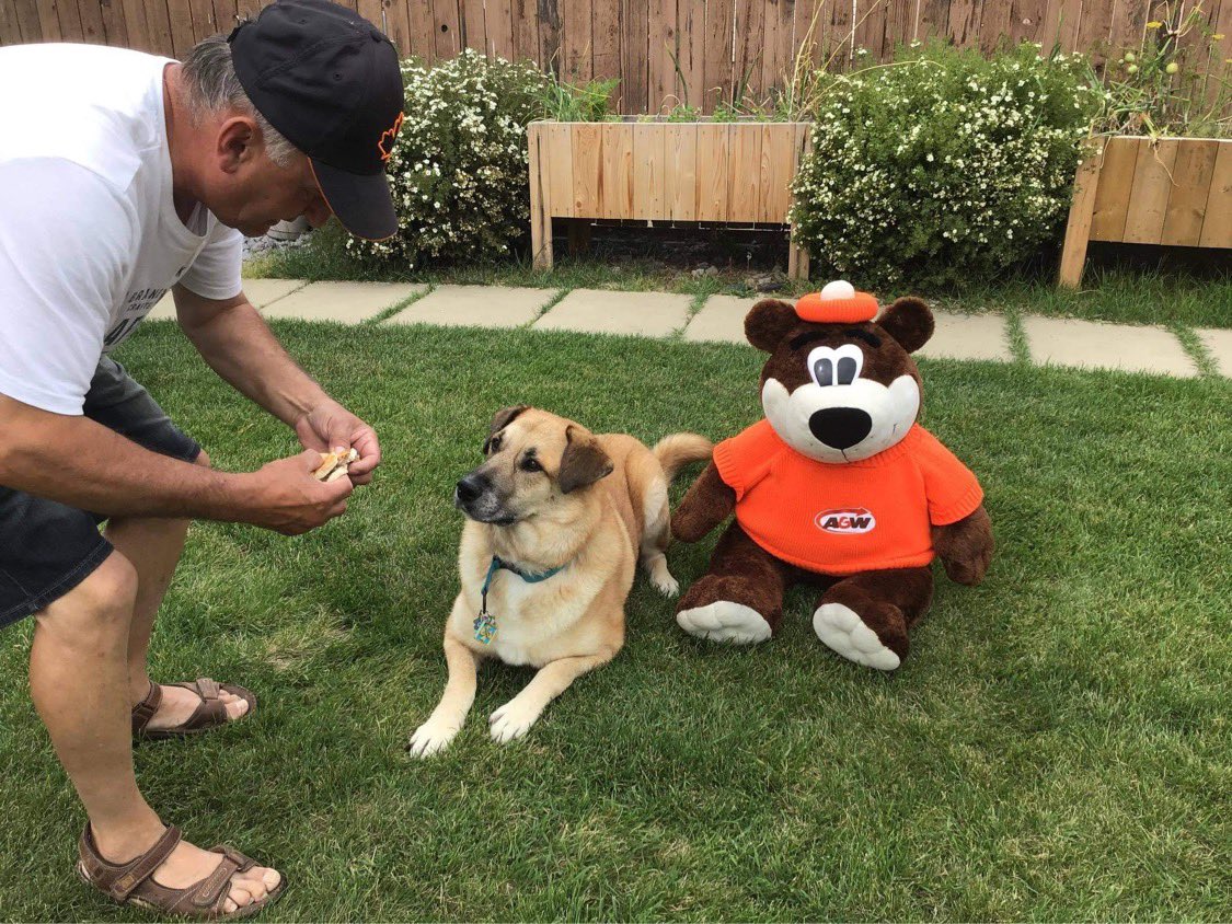 Jahoofka's tweet photo. Gru knows exactly what day of the year it is and Root Bear is happy to dig in after a long day of #BurgerstoBeatMS photo shoots. Thank you to everyone who bought a #teenburger and did anything to #MakeMSMatter today 📷: Mama Rzechowka #LifeWithMS #ThisIsMS https://t.co/OjrMoMEcdE