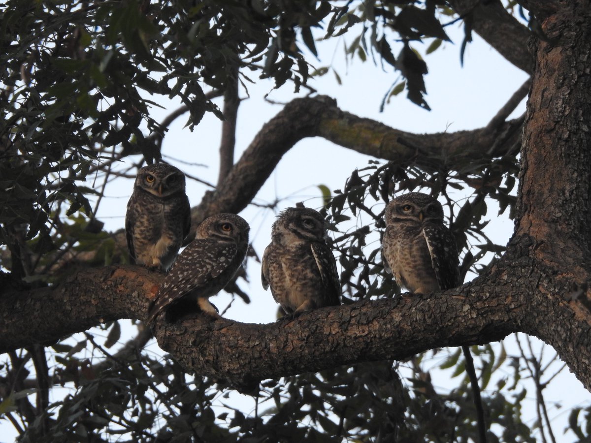 8) The boys are back in town - Thin Lizzy 