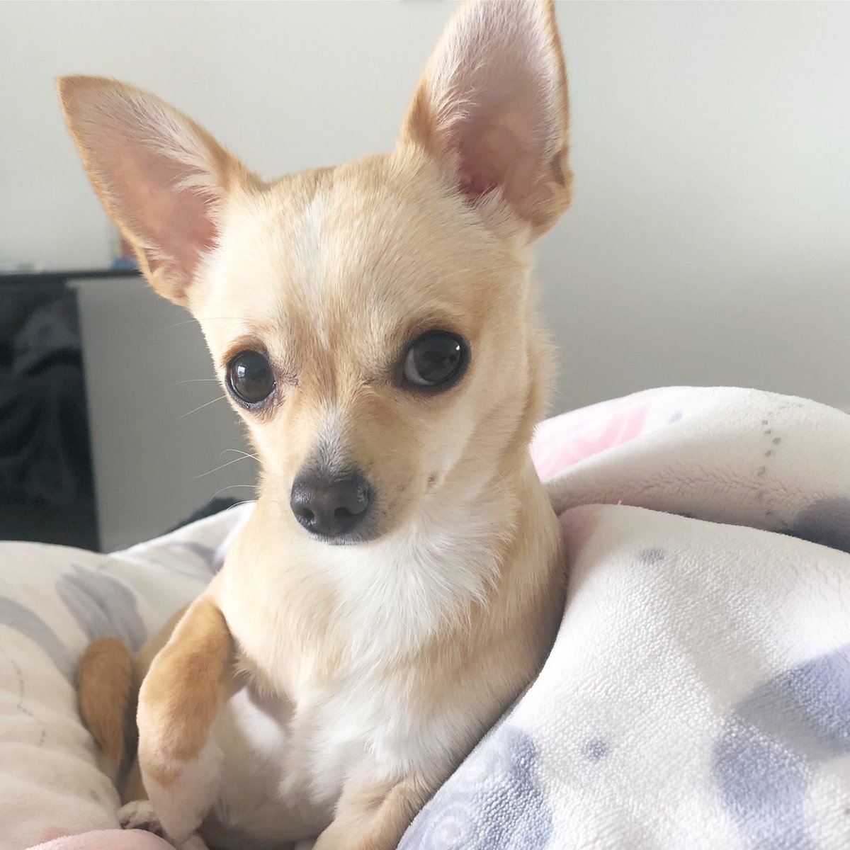 Sweet girl🌙💕

#chihuahua #Adelaide #cutedogs