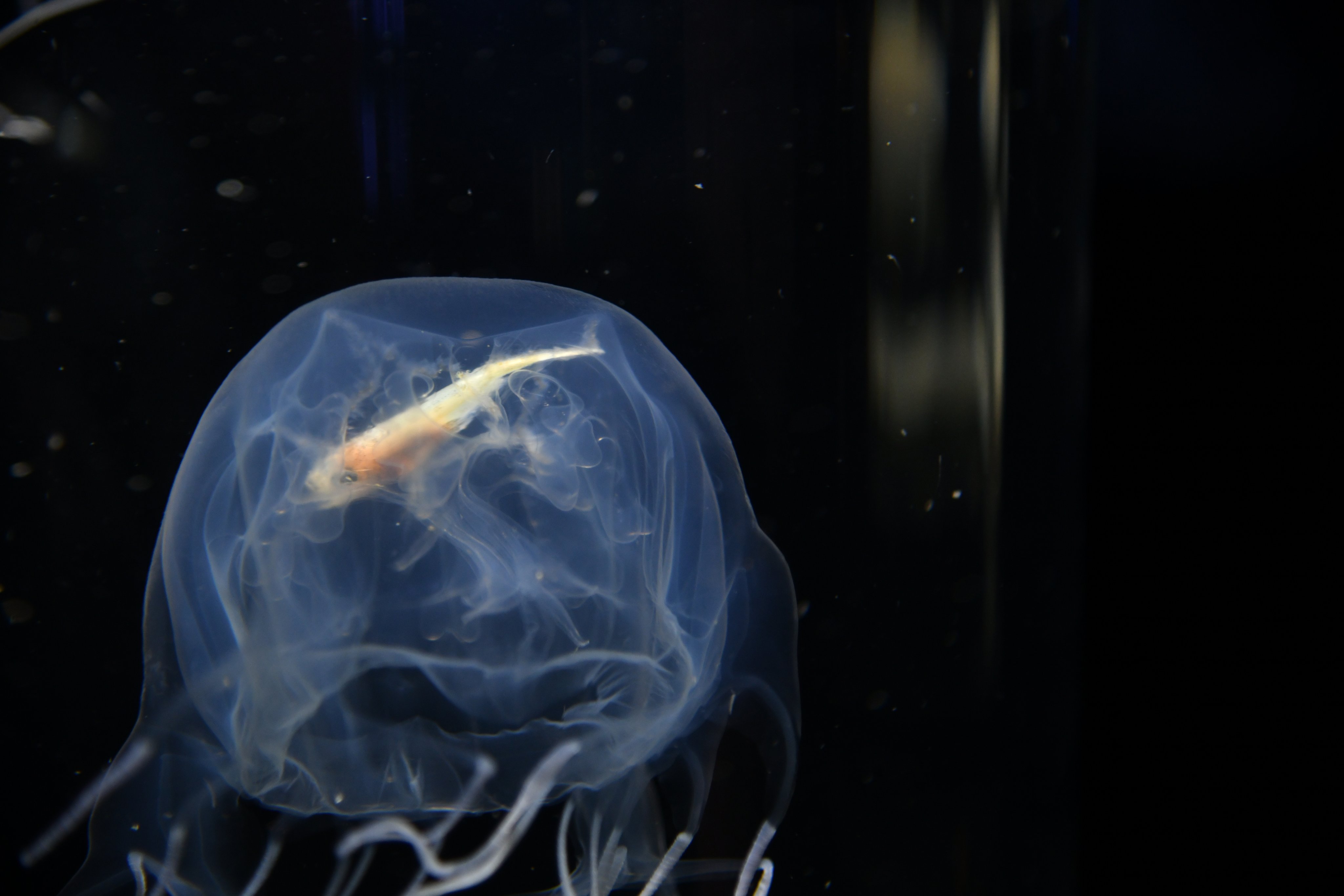 鶴岡市立加茂水族館 ハブクラゲに小魚を与えてみました すぐに触手で捕まえて食べてくれました 自然界でもこの様に小魚を食べているようです 体が透明なので胃に入っているのがちゃんと分かりますね このまま消化する様子も観察できそうです 加茂水族館