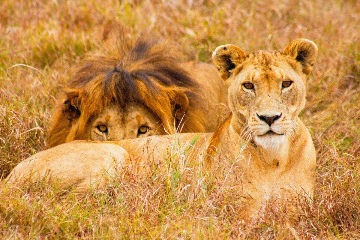 Offbeat Mara Camp tweet media