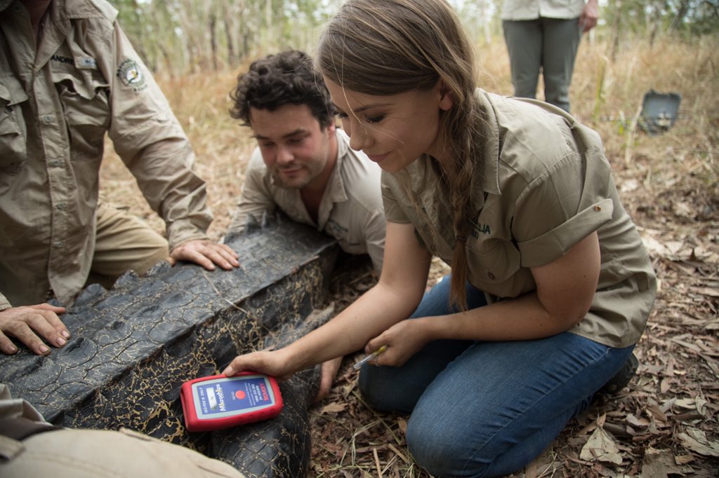 Wildlife Warriors are proud to be making monumental strides in the field of crocodilian research &amp; conservation. This year we added the 200th crocodile to our study. A beautiful female named Stevie, in honour of Steve Irwin who pioneered this project. We sure love our crocodiles!