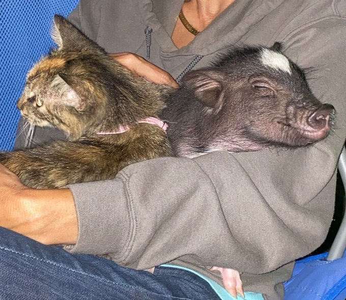 My kitty is getting a little bit jealous but they are warming up to each other so cute do you see my