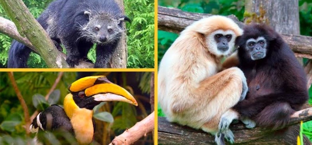 Dense forest of region is home to some of the most beautiful but endangered & rare species of wild animals and birds. Major national parks and Wildlife Sanctuaries are the treasure and heritage of the states. @_ichat  @PrangyavitSahu  @Sabu4mjupitor  @SanghiBabe @Shekhar_Hindu_