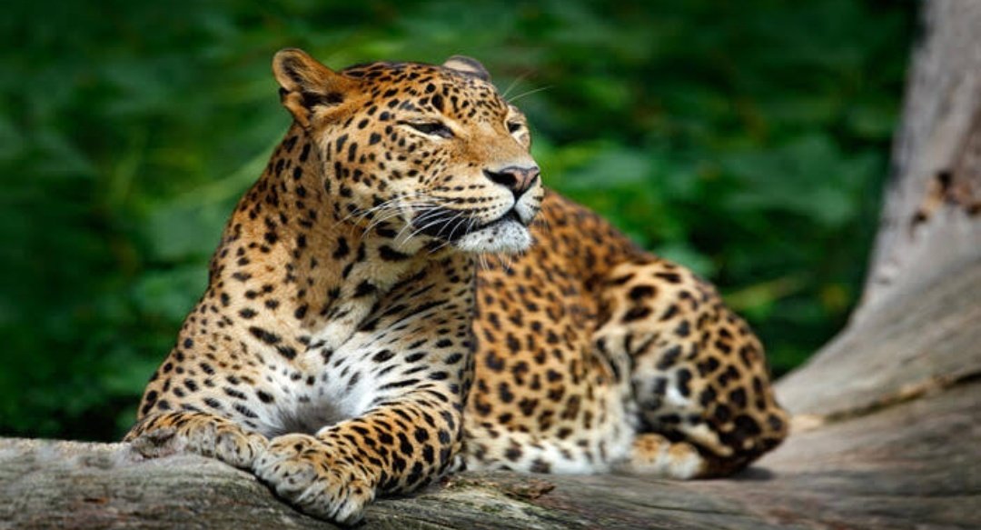 Dense forest of region is home to some of the most beautiful but endangered & rare species of wild animals and birds. Major national parks and Wildlife Sanctuaries are the treasure and heritage of the states. @_ichat  @PrangyavitSahu  @Sabu4mjupitor  @SanghiBabe @Shekhar_Hindu_