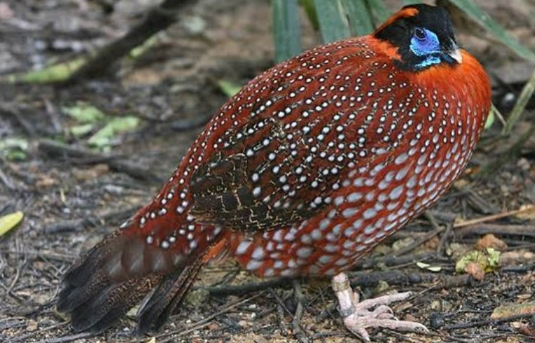 Also home to Great Indian hornbill,Great Indian One-horned Rhinoceros,Indian elephant, red panda, Indian civet,Indian flying squirrel, and big feline species such as Clouded Leopard, Snow Leopard, Royal Bengal Tiger, Indian leopard and Lesser cats. @VishalU15  @Vyasonmukh