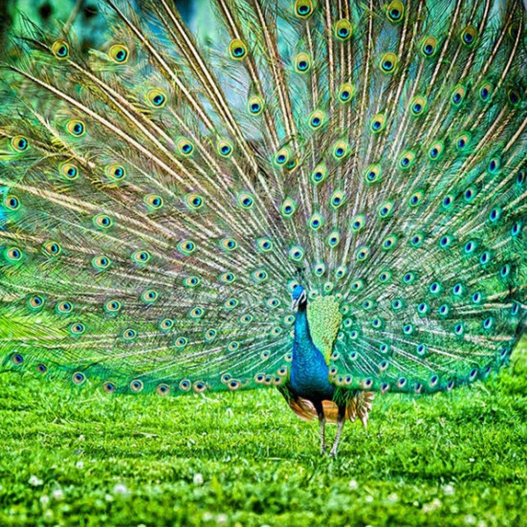 Also home to Great Indian hornbill,Great Indian One-horned Rhinoceros,Indian elephant, red panda, Indian civet,Indian flying squirrel, and big feline species such as Clouded Leopard, Snow Leopard, Royal Bengal Tiger, Indian leopard and Lesser cats. @VishalU15  @Vyasonmukh