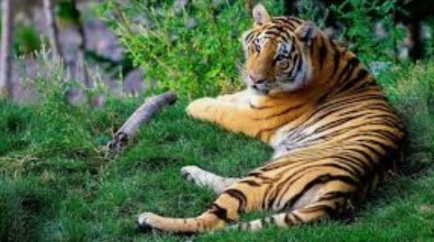 Also home to Great Indian hornbill,Great Indian One-horned Rhinoceros,Indian elephant, red panda, Indian civet,Indian flying squirrel, and big feline species such as Clouded Leopard, Snow Leopard, Royal Bengal Tiger, Indian leopard and Lesser cats. @VishalU15  @Vyasonmukh